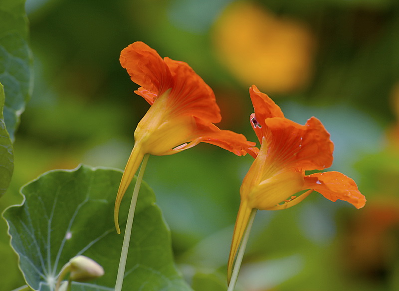 Blume_DDC3208.jpg   26.04.jpg